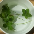 크로바농장 이미지