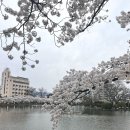 김천 벚꽃명소 추천 베스트 3 / 숨겨진 드라이브 코스 벚꽃터널 공개 / 직지사 / 연화지
