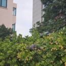 비단 공필화 | 차분띠니~