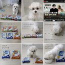 강아지 눈물 사료 찾기 프로젝트! 파미나 사료 샘플 10종 기호성 테스트 후기 (내돈내산)