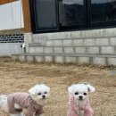 노블리안형산독채한옥풀빌라 이미지