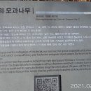 창원 인곡리 모과나무 이미지