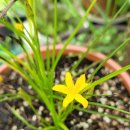 호아네김밥만두 이미지