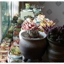 타우르스 이미지