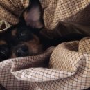 동물병원닥터스 이미지