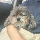 주식회사이시아스파랜드 | 대구 이시아폴리스 봉무동 애견미용 애견호텔 코코마리 찐후기