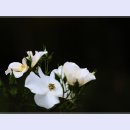곡성-081 티스토리