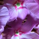 무궁화로 이미지