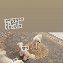 도그니엘(DOGNIEL) 네이버블로그