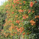 정재초교길 이미지