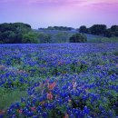 텍사스 블루보넷 (Texas BlueBonnet) 이미지