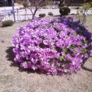 목행초등학교 이미지