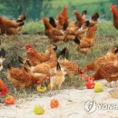 제주특별자치도 축산생명연구원 이미지