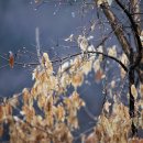 마음건강치유(힐링과명상) 이미지