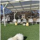 럭셔리애견사랑 이미지