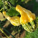 초여름 각양각색에 관상용 <b>색동</b><b>호박</b>.