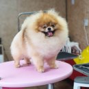 안다켄넬 이미지