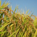 영농조합법인 교동믿음섬쌀 이미지