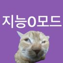 마음을 읽어주는 마음동물병원 | 고양이 유선종양 확진 / 포항 이음 동물병원