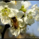 성주농원 이미지