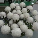 야로우체국 이미지