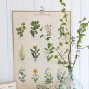 보타니칼 이미지