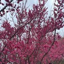 복사꽃피는마을 | 구례 하동 2박3일 여행 일정 꽃이 없는 광양매화축제 산수유축제