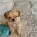 아이러브 독 | 아이러브독 광주점에서 강아지 분양받은 후기!