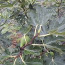 병선농장 이미지