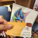 구영 고양이 무마취 미용 이미지