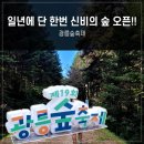 2024 | [남양주 여행] 2024 광릉숲축제 주차, 후기 서울 근교 산책