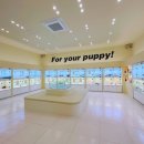 아이퍼피 | 인천강아지분양 직접 다녀온 후기, 홍스퍼피에서 아이 만나기