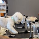 반려식탁 이미지