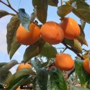 나금이네 이미지