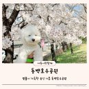 애견운동공원(동절기) | 벚꽃이 가득한 용인 기흥 동백호수공원 애견동반 산책 후기