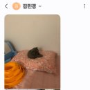 고양이분양 꽃개와 꽃냥 인천 청라점 이미지