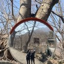 영남밧데리 | 표충사 출발 천황산-재약산 연계산행코스 (영남알프스,블랙야크100대명산)