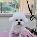 오도르봉 네이버블로그