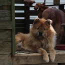 마당말들 이미지