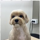 루원시티독 이미지