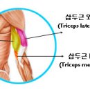 운동틀 (삼두근 장두) 이미지