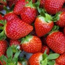 처인농장 이미지