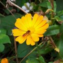 그루터기 이미지