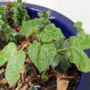 중앙메디칼보청기 이미지