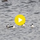 장다리물떼새 (Black-winged stilt ) 이미지