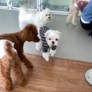 다녀오개습니다 이미지