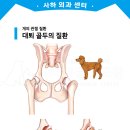 마루 동물병원 | 대퇴골두 제거 수술 - 마루 [사하동물병원]