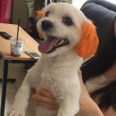 개린이 하우스 이미지