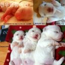 견우애견 네이버블로그