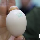 양씨네왕순대 이미지